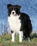 Border Collie 9Y551D-092